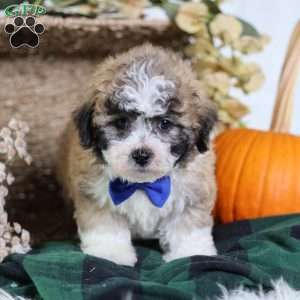 Franky, Teddy Bear Puppy